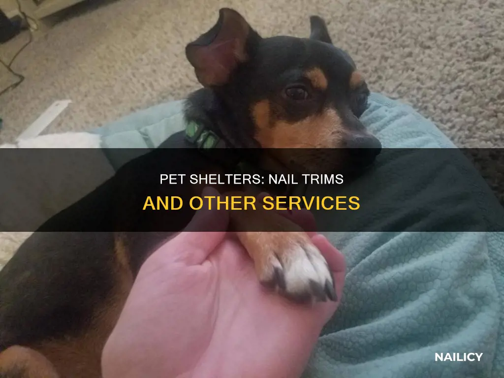 do pet shelters do nails trims