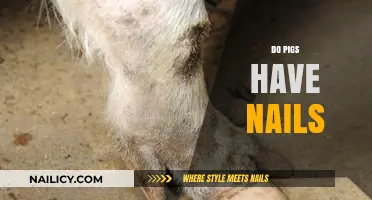 Do Pigs Have Nails? Unveiling the Truth About Their Hooves