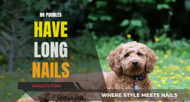 Poodle Nails: Do They Need Trimming?