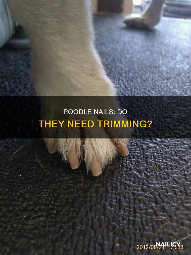 do poodles have long nails