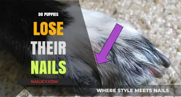 Do Puppies Lose Their Nails? Understanding Nail Growth and Care