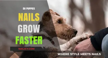 How Fast Do Puppy Nails Grow?