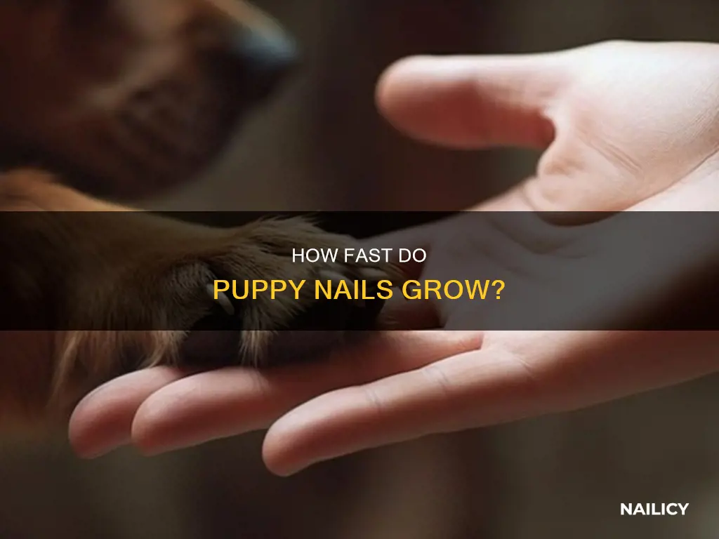 do puppies nails grow faster