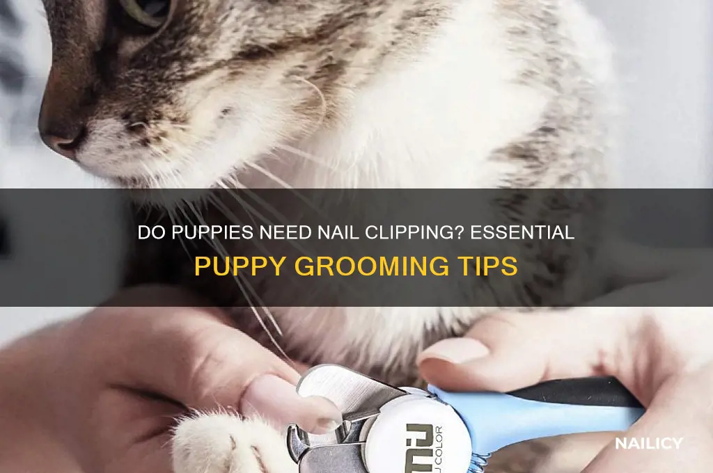 do puppies nails need clipping