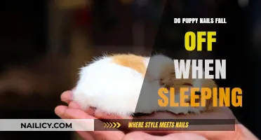 Do Puppy Nails Fall Off During Sleep? Myths and Facts Explained