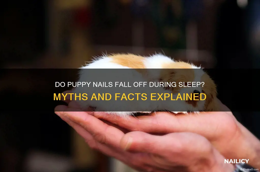 do puppy nails fall off when sleeping