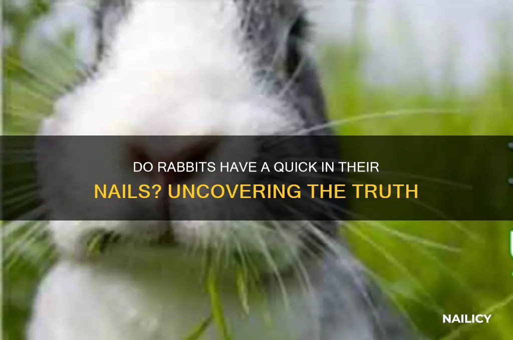 do rabbits have a quick in their nails
