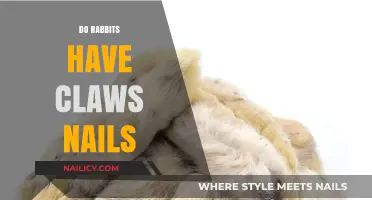 Rabbits' Claws vs. Nails: Understanding Their Unique Paw Anatomy