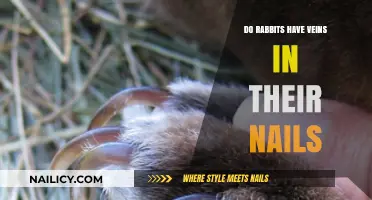 Do Rabbits Have Veins in Their Nails? Unveiling the Truth
