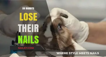 Do Rabbits Lose Their Nails? Understanding Bunny Grooming Needs