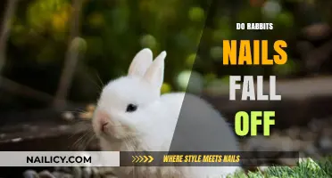 Do Rabbit Nails Fall Off? Understanding Your Bunny's Claw Health