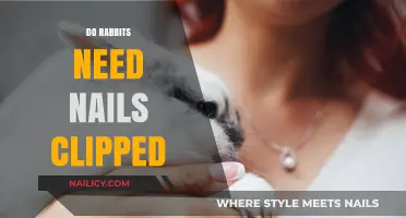 Do Rabbits Need Nail Clipping? Essential Care Tips for Healthy Paws