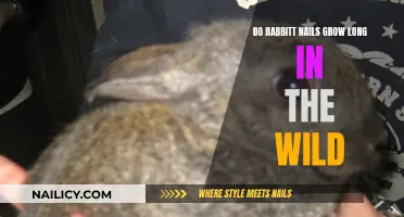How Wild Rabbits Keep Their Nails Trimmed