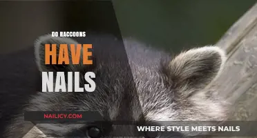 Raccoon Nails: Uncovering the Truth About Their Unique Claws