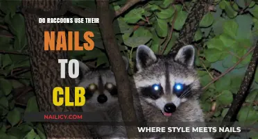 Do Raccoons Use Their Nails to Climb? An In-Depth Look