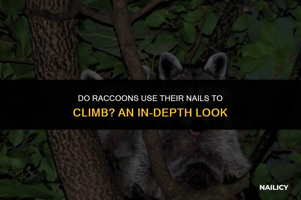 do raccoons use their nails to clb
