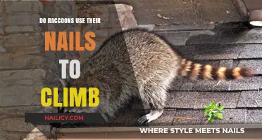 Raccoon Climbing Habits: The Role of Their Nails Revealed