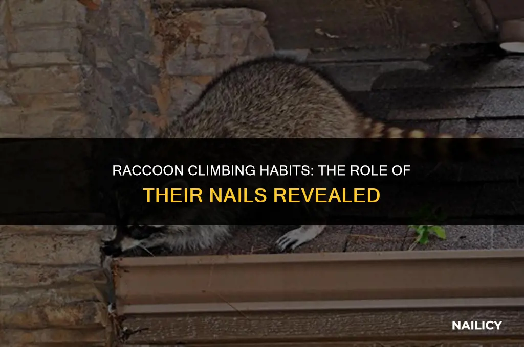 do raccoons use their nails to climb