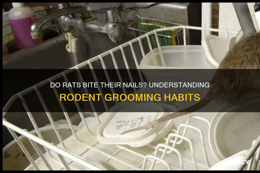 do rats bite their nails