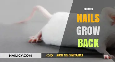 Rat Nail Care: Do They Regrow?