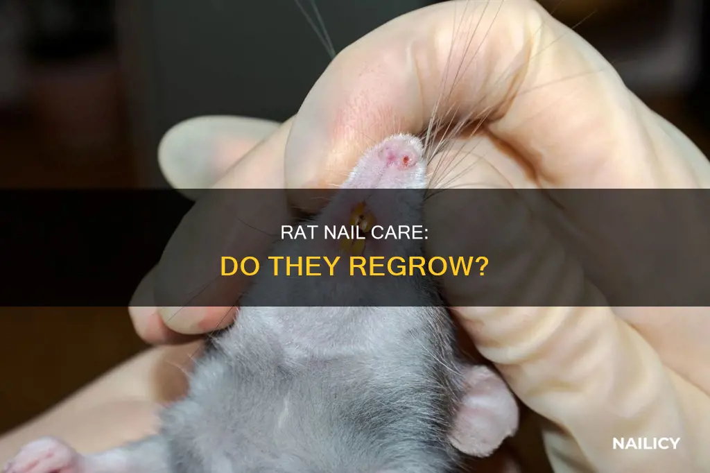 do rats nails grow back