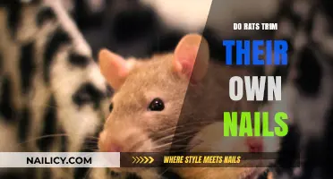 How Rats Keep Their Nails Trim and Short