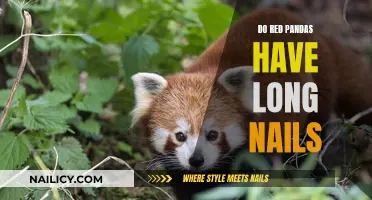 Red Pandas: Claws and Nails Explained