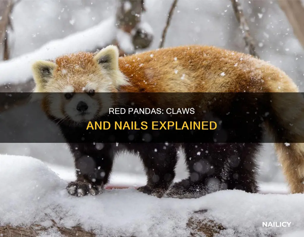 do red pandas have long nails