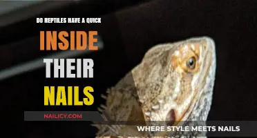 Do Reptiles Have Quick Inside Their Nails? Unveiling the Truth