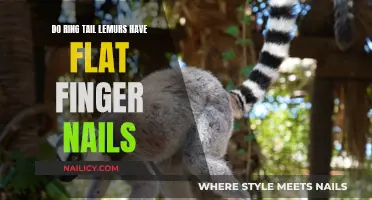 Ring-Tailed Lemur's Unique Nail Shape: A Curious Discovery