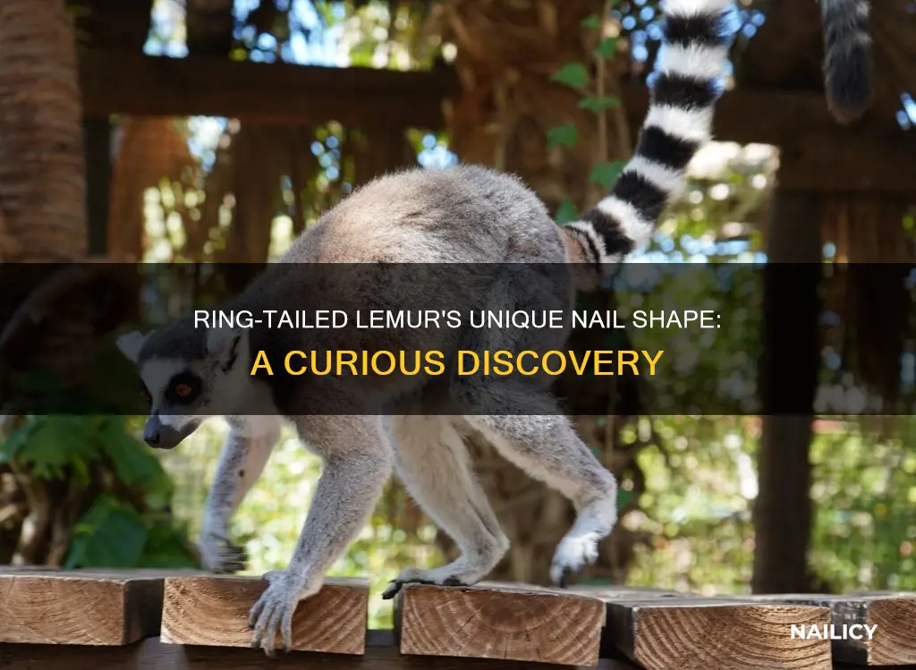 do ring tail lemurs have flat finger nails