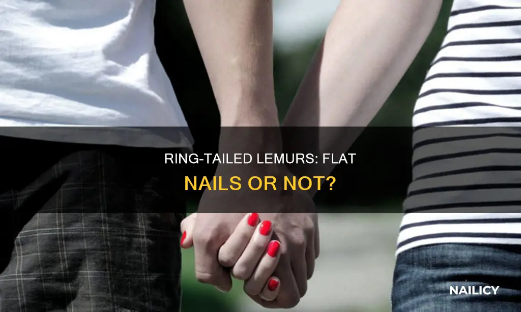 do ring tail lemurs have flat finger nails