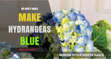 Hydrangeas: Rusty Nails for Blue Blooms?