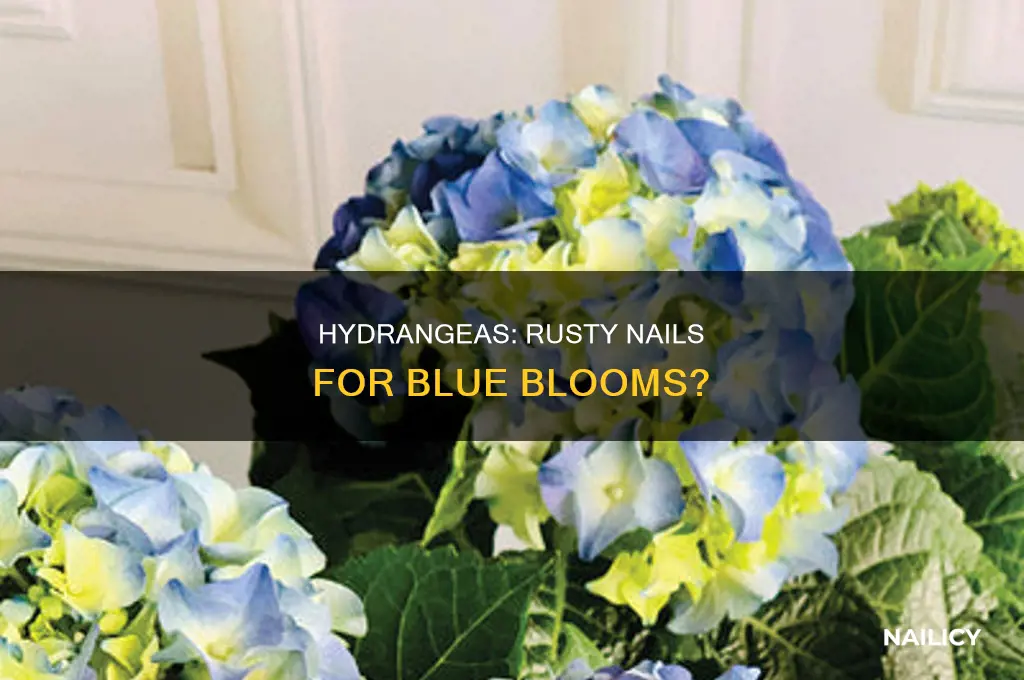 do rusty nails make hydrangeas blue
