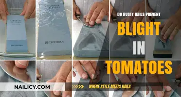 Rusty Nails and Tomato Blight: Myth or Effective Prevention?