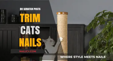 Scratch Posts: Trimming Your Cat's Nails Effortlessly