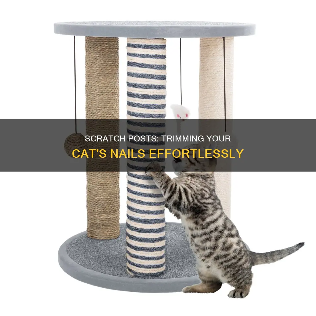 do scratch posts trim cats nails