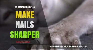 Scratching Posts: Do They Sharpen Cat Nails?