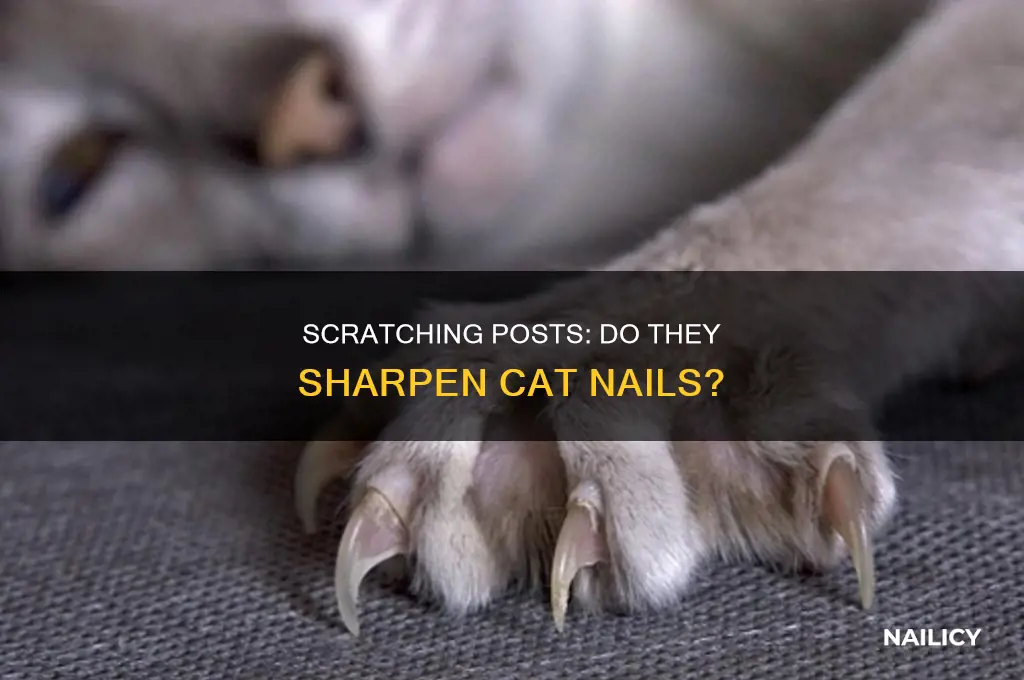 do scratching potss make nails sharper