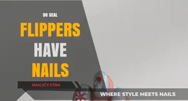 Do Seal Flippers Have Nails? Unveiling Marine Mammal Mysteries