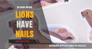 Seals vs. Sea Lions: Uncovering the Truth About Their Nails