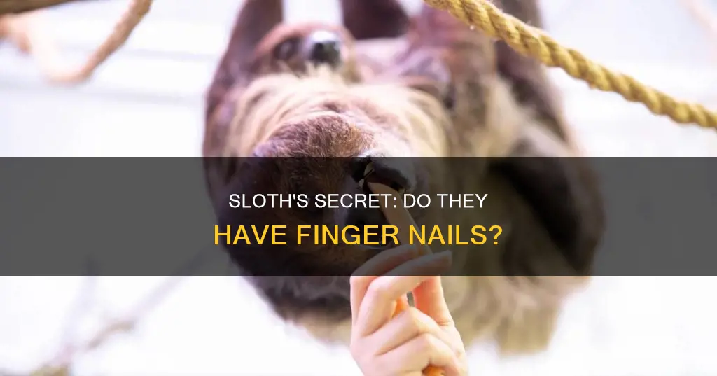 do sloths have finger nails