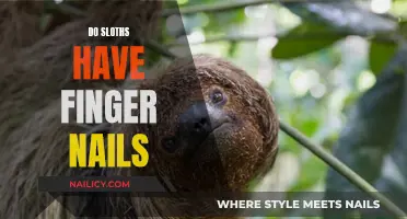 Sloths' Finger Nails: What's the Deal?