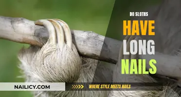 The Sloth's Secret: Long Nails and How They Help