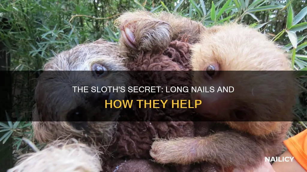 do sloths have long nails