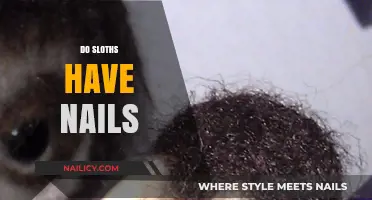 Unveiling the Truth: Do Sloths Have Nails or Claws?