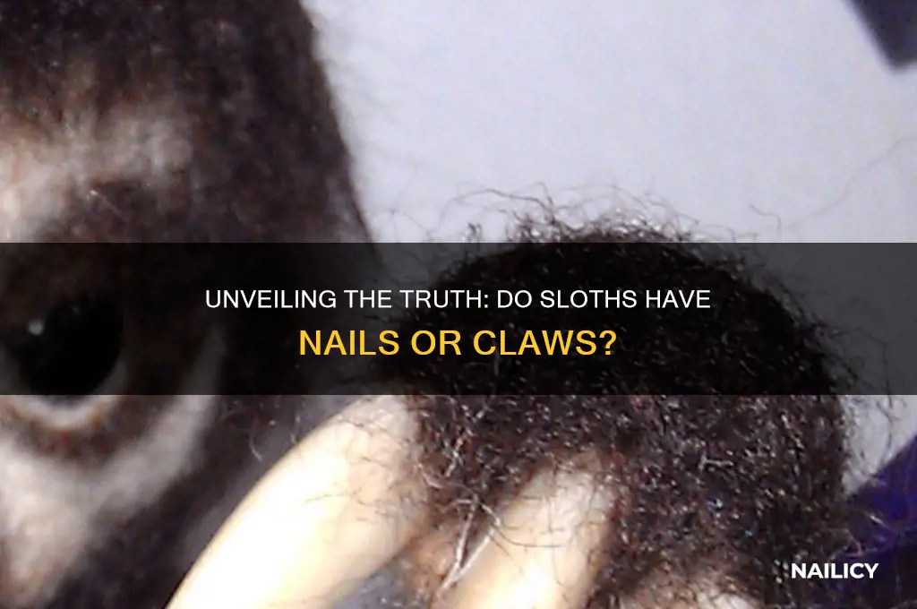 do sloths have nails