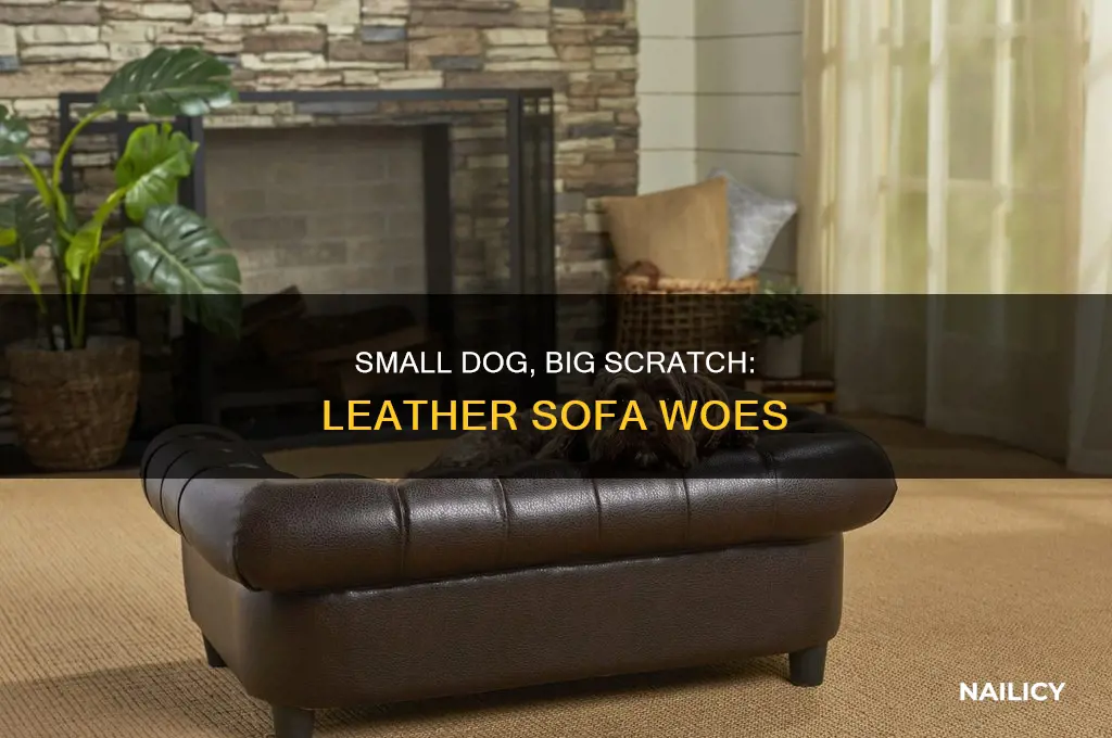 do small dog