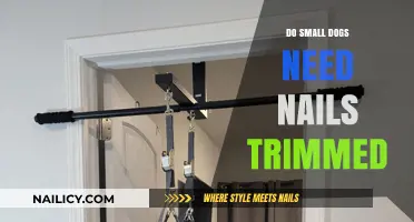 Small Dog Nails: To Trim or Not to Trim?