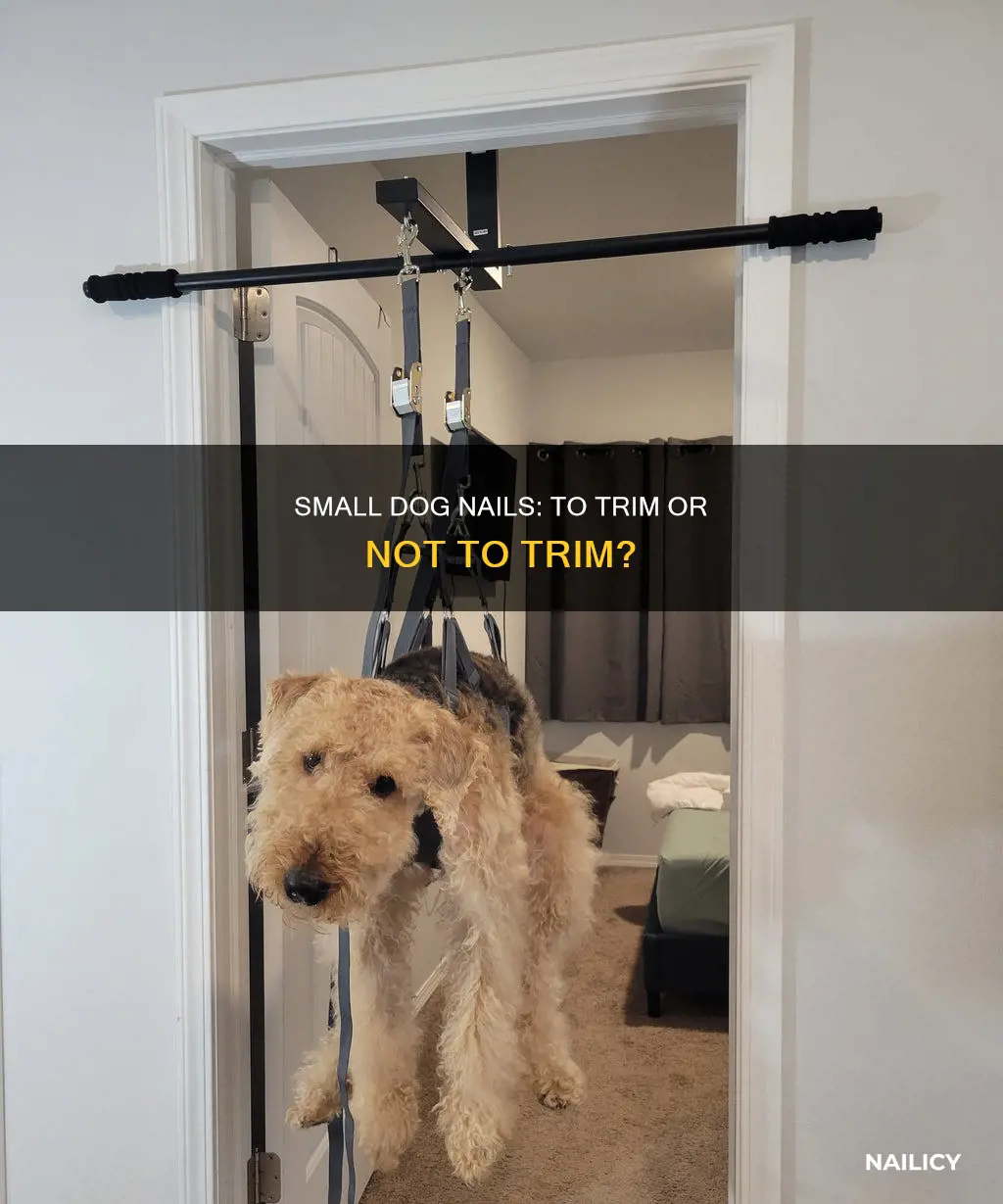 do small dogs need nails trimmed